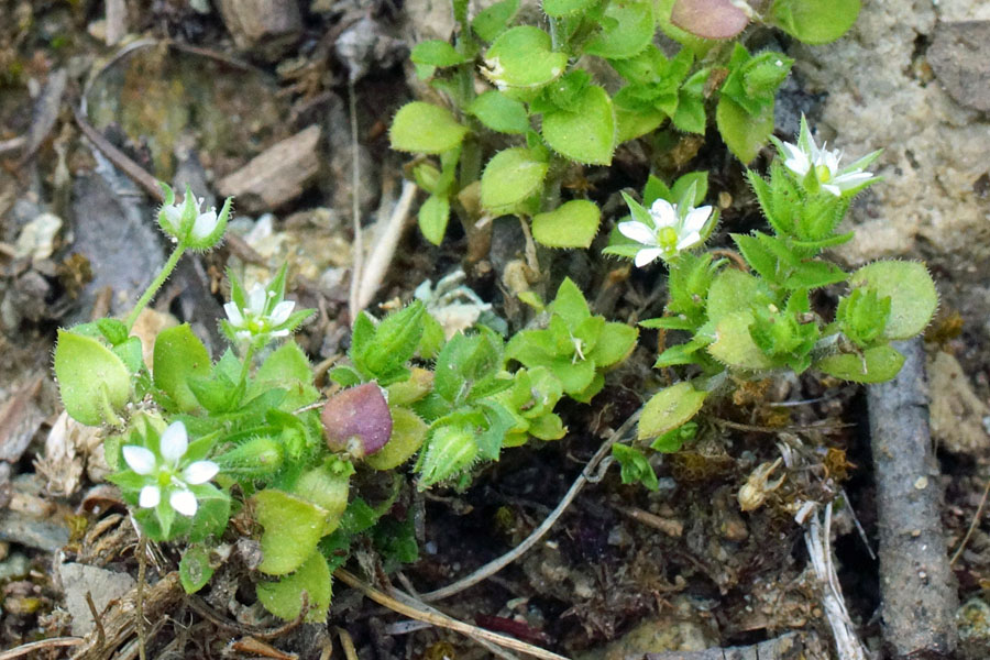 Caryophyllacea - Arenaria sp.